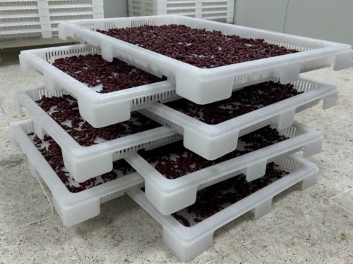 Latest company news about सॉफ्टजेल एनकैप्सुलेशन क्या है? निर्माण प्रक्रिया की व्याख्या